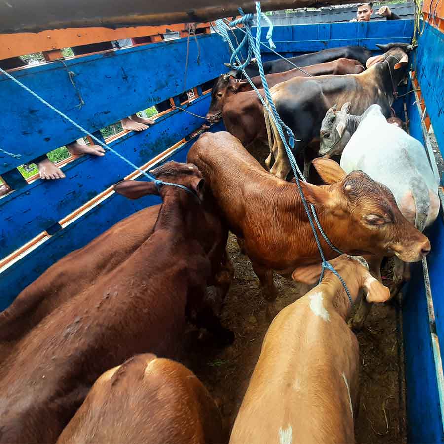 Sapi FH di kandang modern Alsada