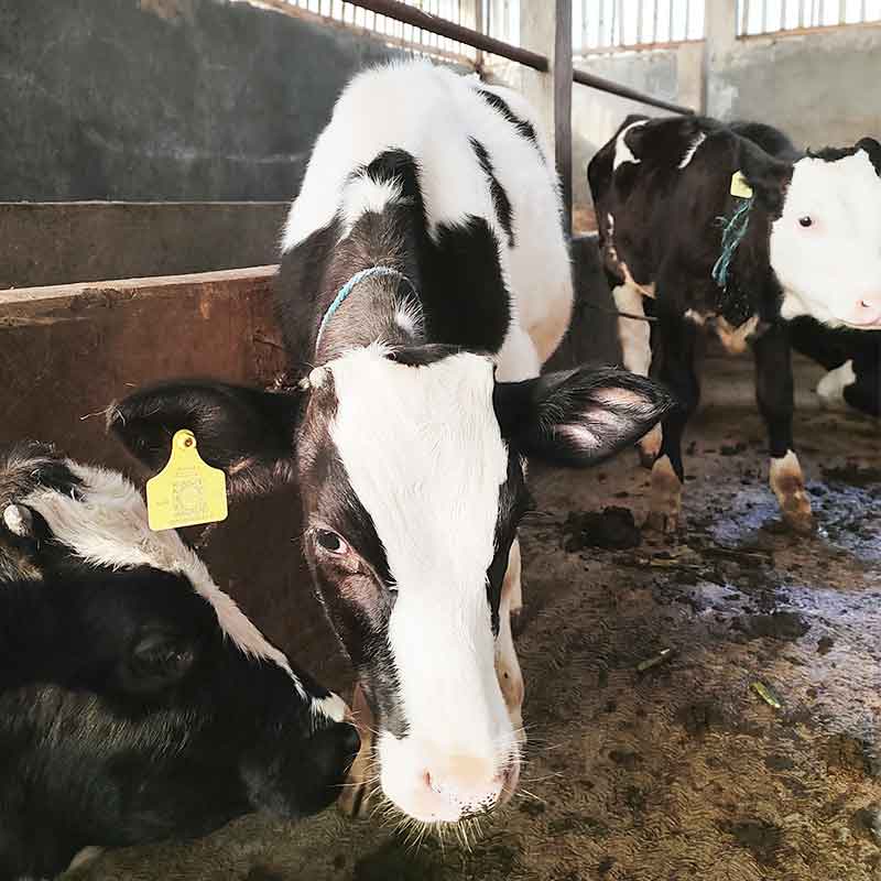 Breeding sapi perah dan perawatan pedet
