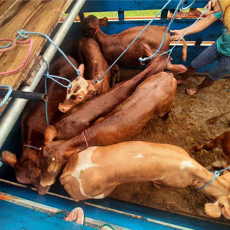 Jual beli sapi sehat tersertifikasi
