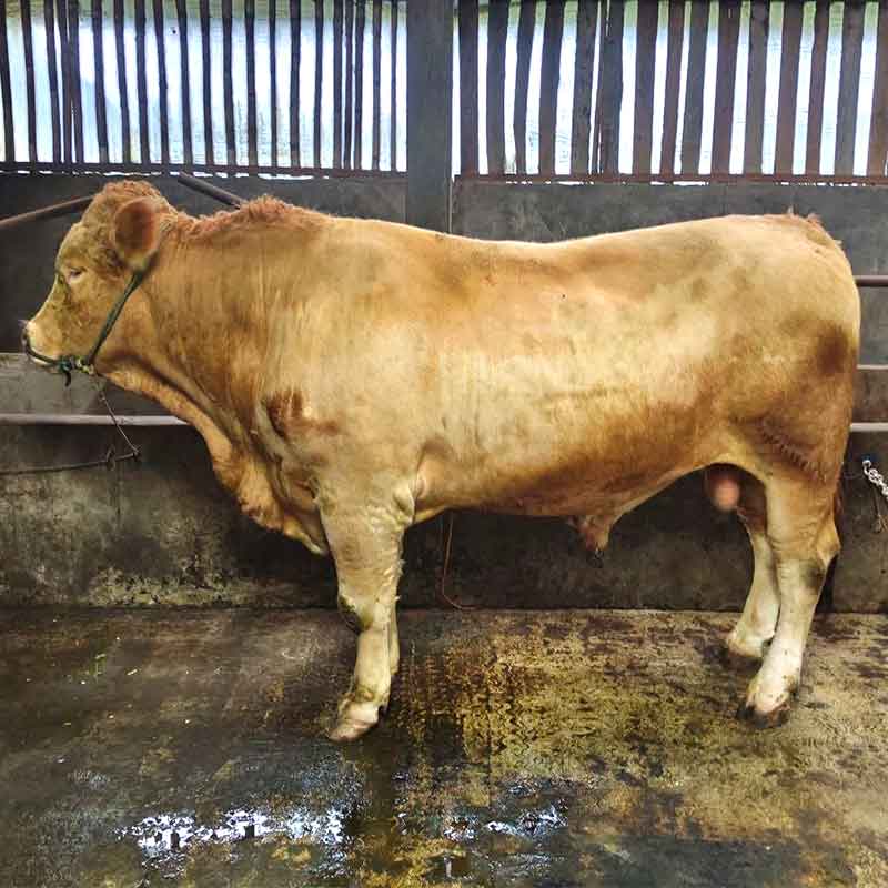 Penggemukan sapi Limousin